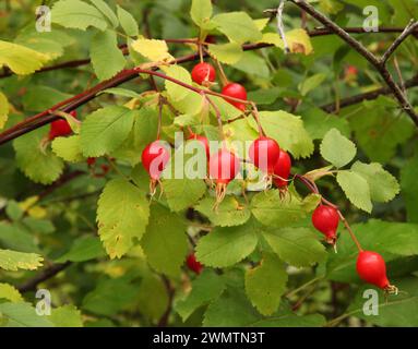 Mehrere hellrote Wildrosen (Rosa) Hüften auf Ästen mit grünen Blättern in den Blue Mountains, Oregon Stockfoto