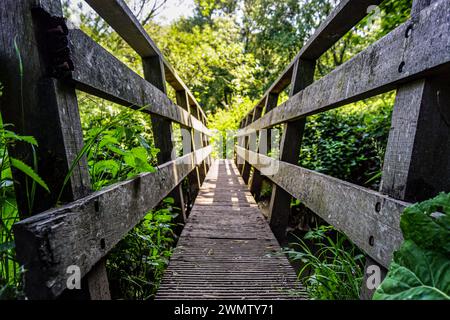 Eine Brücke, die zu einem dichten grünen Wald mit Bäumen führt Stockfoto