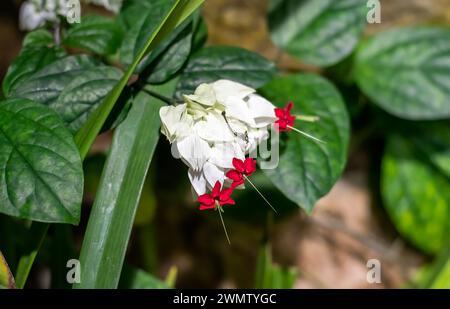 Clerodendrum thomsoniae oder blutender Glory-Bower, der in Nha Trang Vietnam wächst Stockfoto