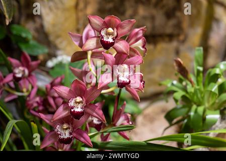 Cymbidium ist auch bekannt als Bootsorchiden Stockfoto