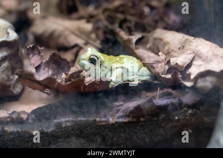 Der Mission Goldaugen-Baumfrosch oder Amazonasmilchfrosch (Trachycephalus resinifictrix), auch bekannt als Blaumilchfrosch Stockfoto