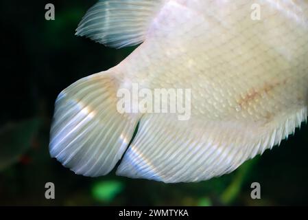 Geschichte von Albino Riesen Gourami (Osphronemus Goramy) Fisch, große Gourami heimisch in Südostasien Stockfoto