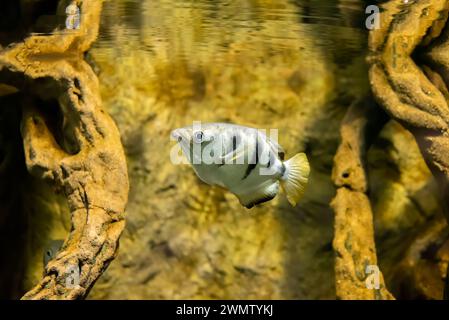 Der gebänderte Arschfisch (Toxotes jaculatrix) oder Brackwasserperciform Stockfoto