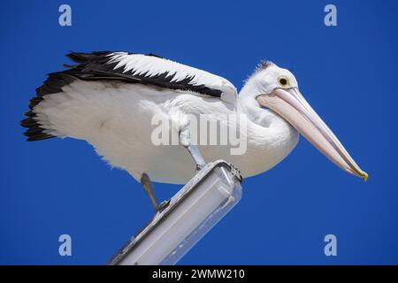 Adelaide, SA Australien 28 Februar 2024 . Ein australischer Pelikan (Pelecanus Conspicillatus) thront auf einem Lampenpfosten in Adelaide Credit: amer ghazzal/Alamy Live News Stockfoto