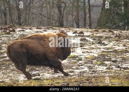 Junger amerikanischer Bison läuft. Frühlingszeit. Stockfoto