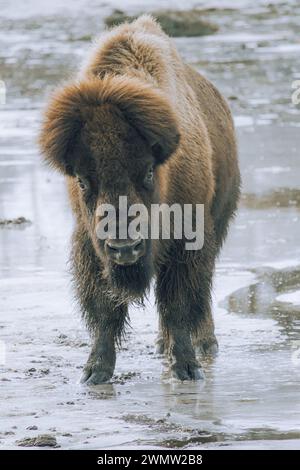 Ein amerikanischer Bison, junger Mann auf Eis im Frühling Stockfoto