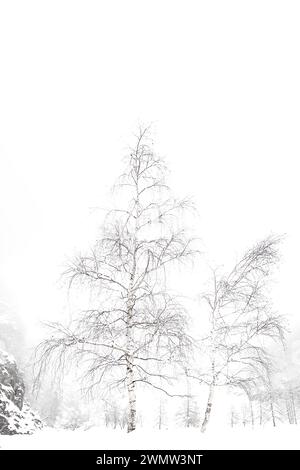 Birken im Schnee, Kunstfotografie Stockfoto