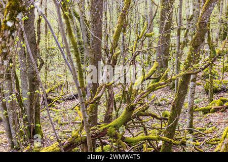 Moosiger Laubwald, der im Frühjahr wächst Stockfoto