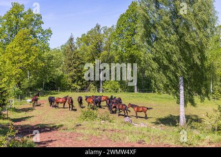 Pferdeherde auf einer Wiese mit üppig grünen Bäumen Stockfoto