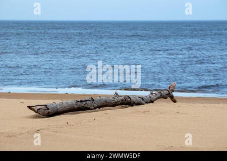 Ein verwaschenes Stück Holz am Meer liegt im Sand vor einem Hintergrund von blauem Meer und Himmel Stockfoto