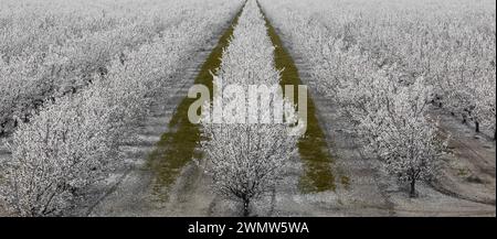A Grove of Manmond Trees in Bloom in Modesto, Stanislaus County, Kalifornien. Stockfoto