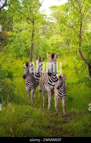 Eine Gruppe von Zebras ist von hinten zu sehen, die im Grünen des Kruger-Nationalparks weiden. Die üppigen Bäume und das leuchtend grüne Laub umhüllen die Szene Stockfoto