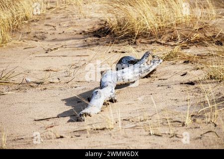 Ostseestrand mit angeschwemmtem Baumstamm auf braunem Sand mit blauem Meer und blauem Himmel im Hintergrund Stockfoto