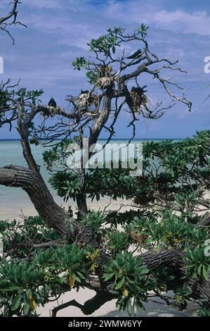 Baum mit Nestern von Black Noddy Terns, Anous minutus, Heron Island, Great Barrier Reef, Queensland, Australien Stockfoto