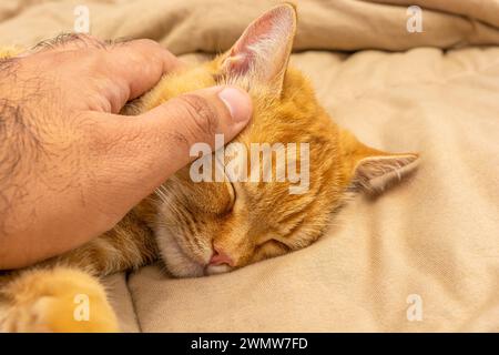 Eine Katze genießt es, mit geschlossenen Augen gestreichelt zu werden. Stockfoto