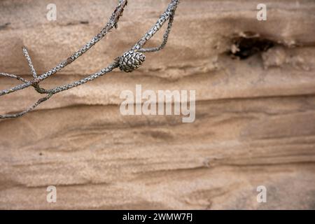 Grauer Kiefernkegel auf Zweig mit braunem Sandhintergrund Stockfoto