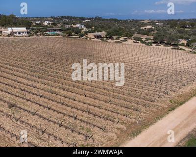 Cap de Barbaria Weingüter Formentera, Pitiusas Inseln, Balearische Gemeinschaft, Spanien Stockfoto