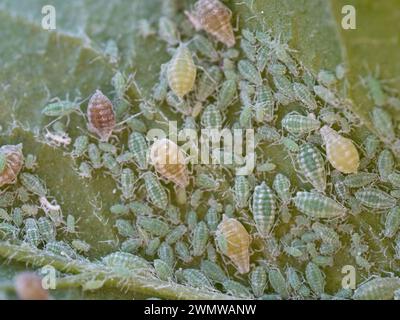 Nahaufnahme der Blattlauskolonie - Hemiptera Aphididae - am Pflaumenblatt. Makrofoto von Insektenschädlingen - Pflanzenläuse, Grünfliege, Schwarzfliege oder Weiße Fliege - saugenden Saft Stockfoto