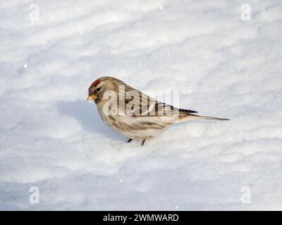 Rotpoll (Acanthis flammea) in seiner natürlichen Umgebung. Weibchen von gemeinem Rotpoll oder Acanthis Flammea auf weißem Schneehintergrund im sonnigen Tageslicht Stockfoto