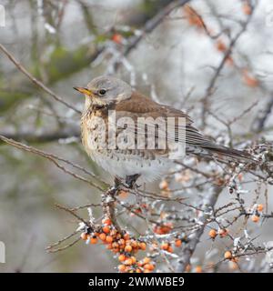 Feldzucht ( Turdus pilaris ) im Winter, aufgeblähtes Gefieder, stehend, sitzend in einer Seebornhecke, frierend, sieht kalt aus, Wildtiere, Europa. Stockfoto