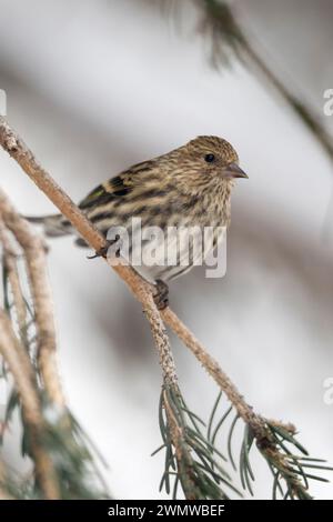 Kiefernsiskin ( Spinus pinus ) auf einem verschneiten Nadelbaum, Erwachsener Vogel im Winter, songbird, Passine vogel, Yellowstone Gebiet, USA. Stockfoto