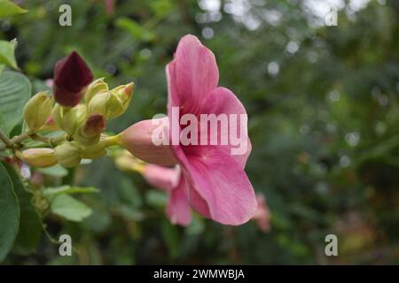 Eine rosafarbene Hibiskusblume in einem Garten in Indien. Stockfoto