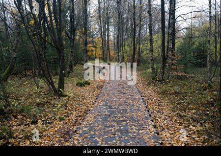 Holzsteg im Schwarzen Moor in Rhoen, Bayern, Deutschland, im Herbst nach Regen Stockfoto