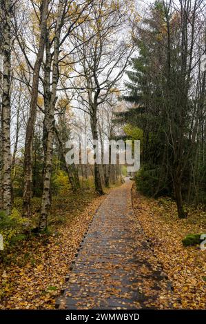 Holzsteg im Schwarzen Moor in Rhoen, Bayern, Deutschland, im Herbst nach Regen Stockfoto