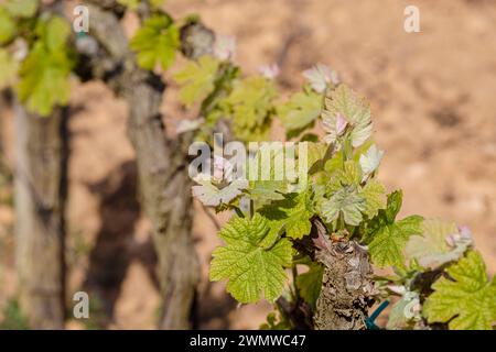 Weinberge des Weinguts Terramoll, La Mola, Formentera, Pitiusas-Inseln, Balearische Gemeinschaft, Spanien Stockfoto