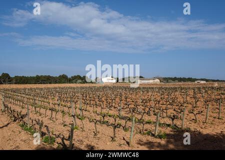 Weinberge des Weinguts Terramoll, La Mola, Formentera, Pitiusas-Inseln, Balearische Gemeinschaft, Spanien Stockfoto