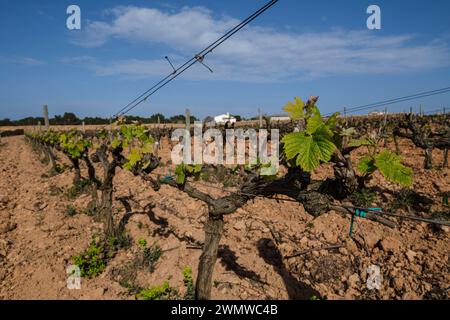 Weinberge des Weinguts Terramoll, La Mola, Formentera, Pitiusas-Inseln, Balearische Gemeinschaft, Spanien Stockfoto