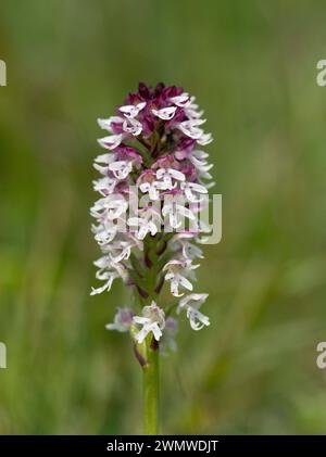 Burnt Tip Orchid (Neotinea ustulata) Mount Caburn, Lewes Downs, East Sussex Stockfoto