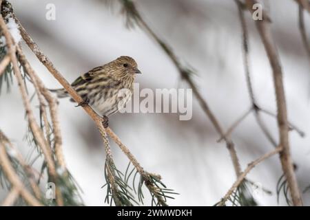 klein, aber fein... Fichtenzeisig Spinus pinus im Geäst eines Nadelbaumes, unauffälliger, aber hübscher Singvogel, typischer Waldvogel, Kleinvogel in den Nadelwäldern der Rocky Mountains, Amerika *** Kiefer siskin Spinus pinus in einem schneebedeckten Nadelbaum, Erwachsener vogel im Winter, songbird, Passerine vogel, Yellowstone Area, USA. Wyoming Nordamerika, Vereinigte Staaten von Amerika Stockfoto