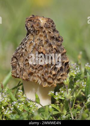 Morel Fungi (Morchella vulgaris) am Strand, Sandwich Nature Reserve, Kent UK, Stapelbild Stockfoto