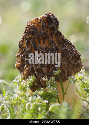 Morel Fungi (Morchella vulgaris) am Strand, Sandwich Nature Reserve, Kent UK, Stapelbild Stockfoto