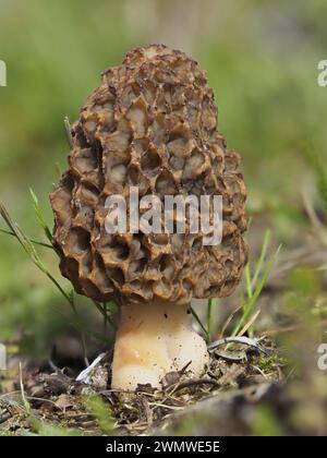 Morel Fungi (Morchella vulgaris) am Strand, Sandwich Nature Reserve, Kent UK, Stapelbild Stockfoto