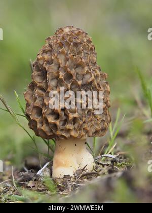 Morel Fungi (Morchella vulgaris) am Strand, Sandwich Nature Reserve, Kent UK, Stapelbild Stockfoto