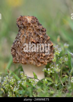 Morel Fungi (Morchella vulgaris) am Strand, Sandwich Nature Reserve, Kent UK Stockfoto