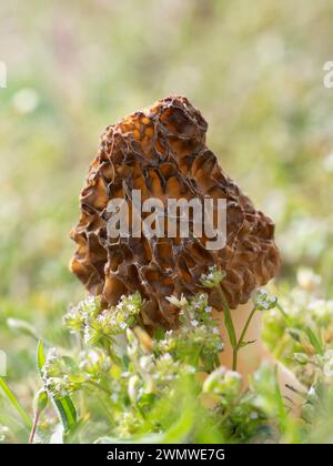 Morel Fungi (Morchella vulgaris) am Strand, Sandwich Nature Reserve, Kent UK Stockfoto