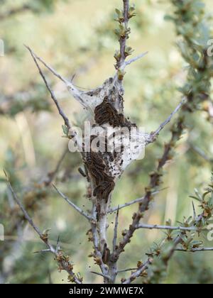 Braunschwanzfalter Raupen (Euproctis chrysorrhoea) gruppieren sich im Sandwich Nature Reserve, Kent UK Stockfoto