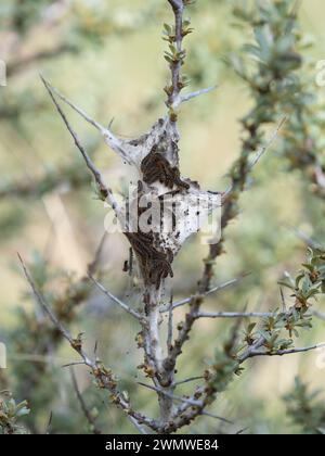 Braunschwanzfalter Raupen (Euproctis chrysorrhoea) gruppieren sich im Sandwich Nature Reserve, Kent UK Stockfoto