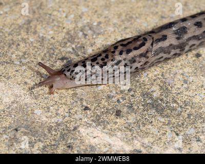 Leopard Slug (Limax Maximus) auf der Terrasse im Garten, Ramsgate, Kent UK Stockfoto