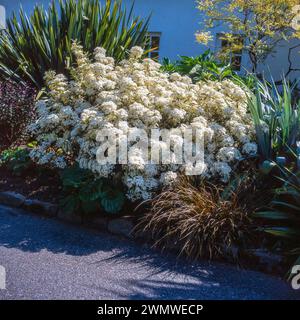 Wunderschöner Olearia Cheesmanii / Cheeseman's Gänseblümchenstrauch bedeckt mit weißen Blüten im späten Frühling, der im englischen Garten in England, Großbritannien wächst Stockfoto