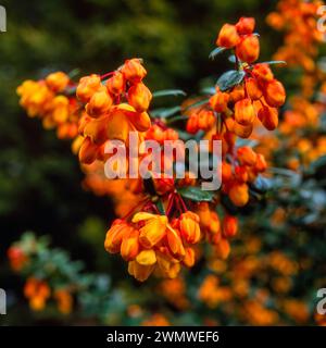 Großaufnahme der tiefgelben Berberis x lologensis / Lolog's Berberberberberberberitze Blüten, wächst im englischen Garten, England, Großbritannien Stockfoto