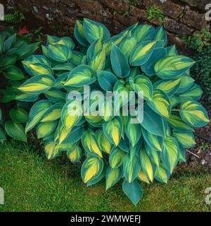 Ein perfektes Exemplar von grün und gelb buntem Hosta 'June' / Hosta (Tardiana Group) 'June' / Kochbananen 'June', das in englischer Gartengrenze wächst. Stockfoto