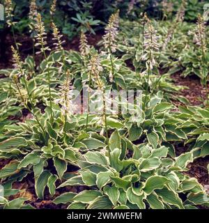 Gartenrand voller blühender Hosta-Pflanzen, Hosta crispula / Curled Bantain Lilie wächst im englischen Garten, England, Großbritannien Stockfoto