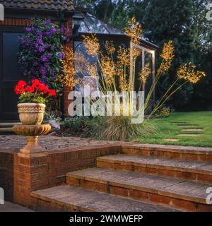 Hinterleuchtetes spektakuläres Ziergras Stipa gigantea „Golden Oats“ wächst in englischer Gartengrenze mit Gartentreppe und Sonnenterrasse, England, Großbritannien Stockfoto