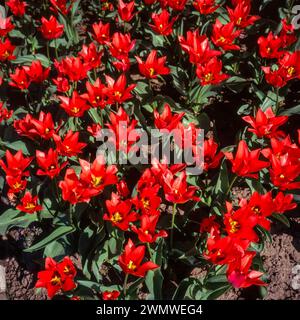 Hellrote Tulpenblüten der Tulipa „Toronto“ wachsen im April in England, Großbritannien Stockfoto