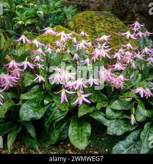 Nasse Erythronium Revolutum Lilie mit rosa Blüten wächst im englischen Garten, England, Großbritannien Stockfoto