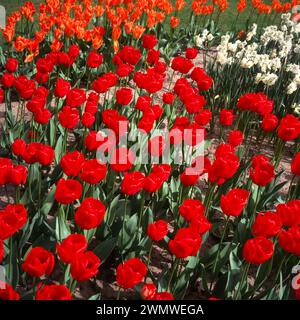 Hellrote Tulpenblüten der Tulipa Apeldoorn wachsen im April in England, Großbritannien Stockfoto
